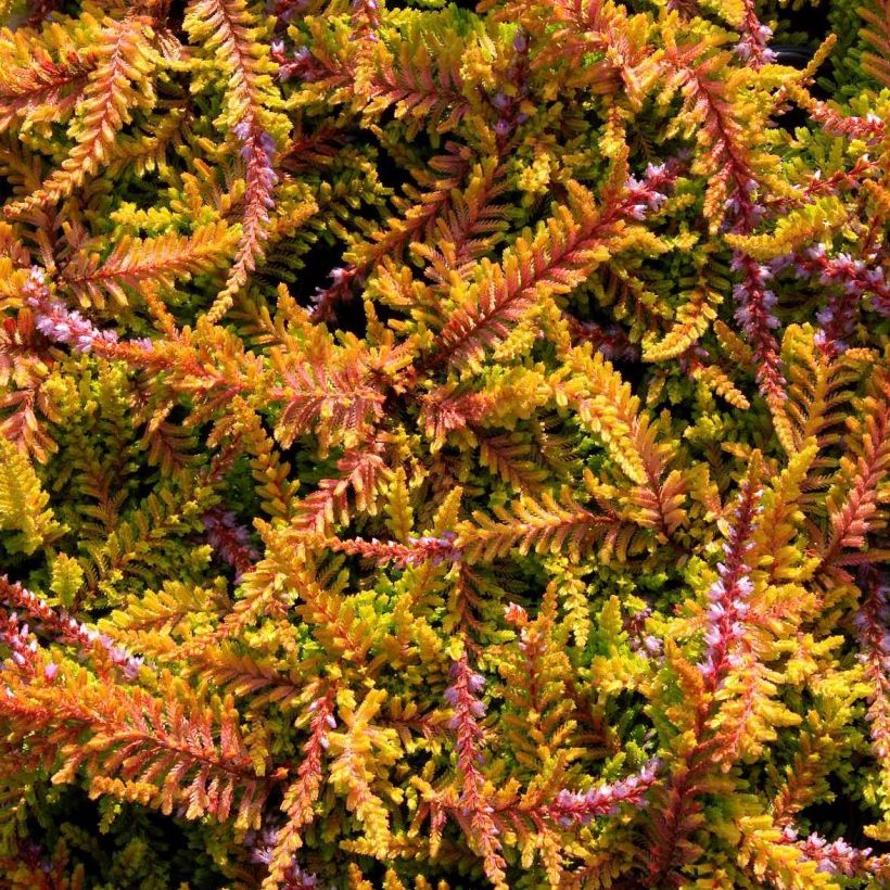 Calluna vulgaris Wickwar Flame - Zomerheide (Bloei)