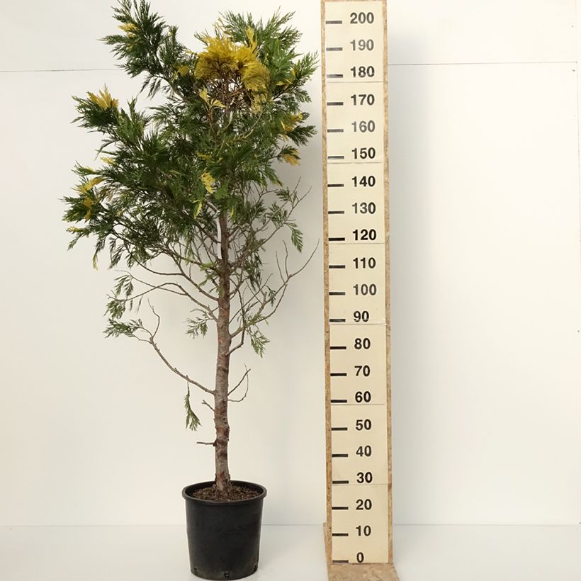 Exemplaar van Calocedrus decurrens Aureovariegata - Cèdre blanc de Californie Pot de 18L/20L zoals geleverd in de winter