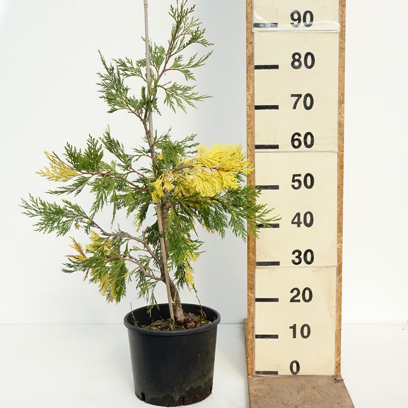 Exemplaar van Calocedrus decurrens Aureovariegata Pot van 7,5 l/10 l zoals geleverd in de lente