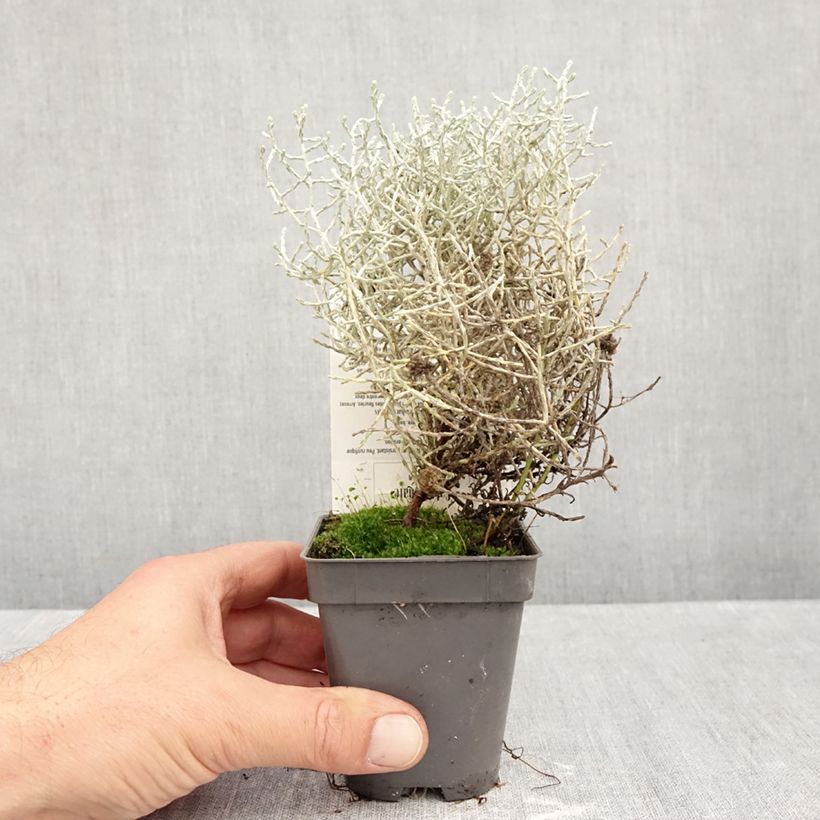 Exemplaar van Leucophyta brownii - Zilverstruikje Kweekpotje van 8/9 cm zoals geleverd in de herfst
