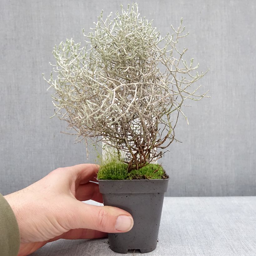 Exemplaar van Leucophyta brownii - Zilverstruikje Kweekpotje van 8/9 cm zoals geleverd in de winter