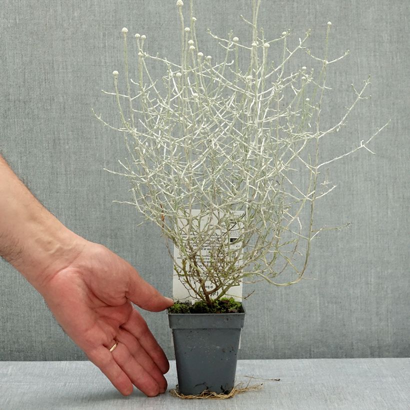 Exemplaar van Leucophyta brownii - Zilverstruikje Kweekpotje van 8/9 cm zoals geleverd in de lente