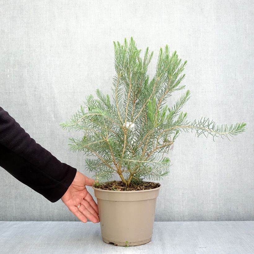 Exemplaar van Calothamnus quadrifidus Grey Form - grijze calothamnus Pot van 4 l/5 l zoals geleverd in de herfst