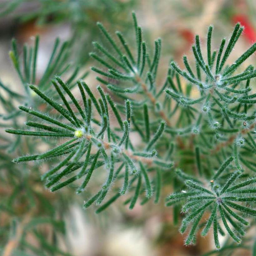 Calothamnus quadrifidus Grey Form - grijze calothamnus (Blad)