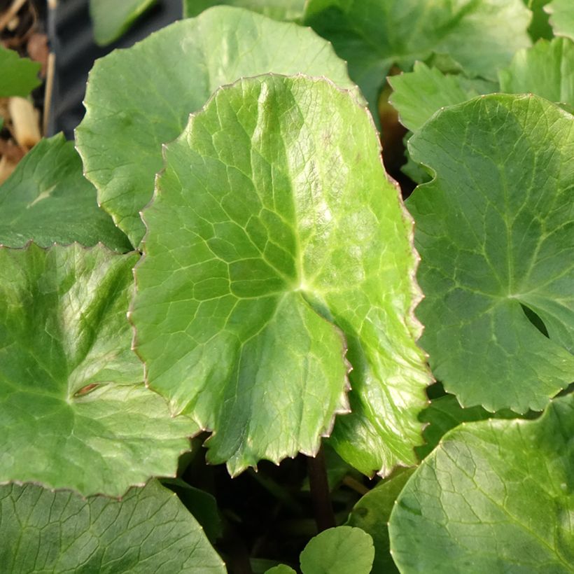 Caltha palustris Plena - Dotterbloem dubbel (Blad)