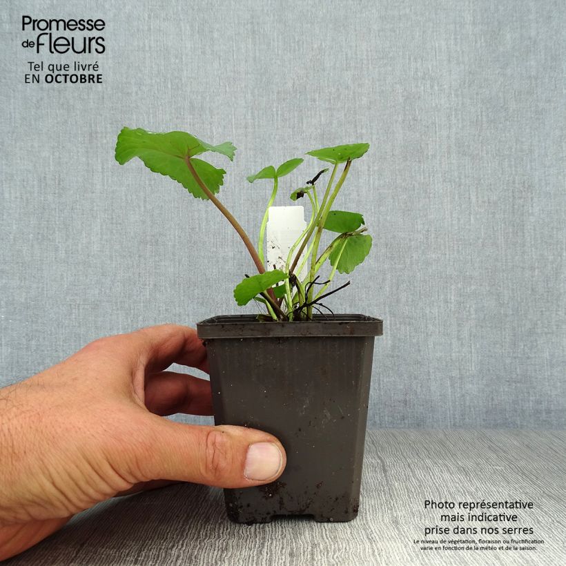 Exemplaar van Caltha palustris Polypetala - Dotterbloem Kweekpotje van 8/9 cm zoals geleverd in de herfst