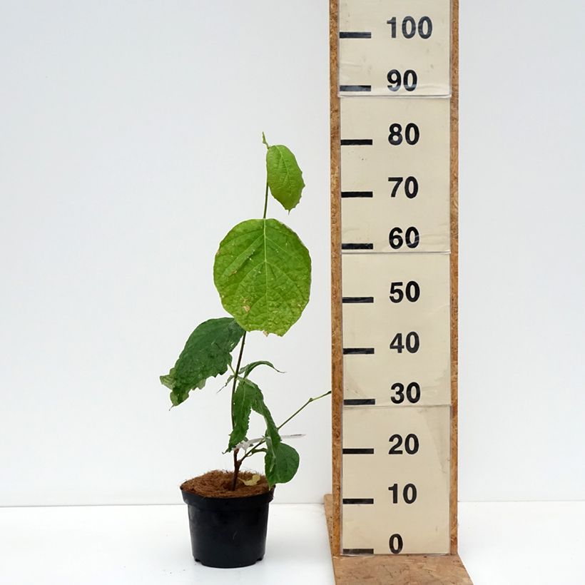 Exemplaar van Calycanthus chinensis - Sinocalycanthus Pot van 3 l/4 l zoals geleverd in de herfst