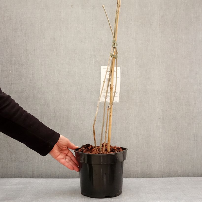 Exemplaar van Calycanthus chinensis - Sinocalycanthus Pot van 3 l/4 l zoals geleverd in de winter