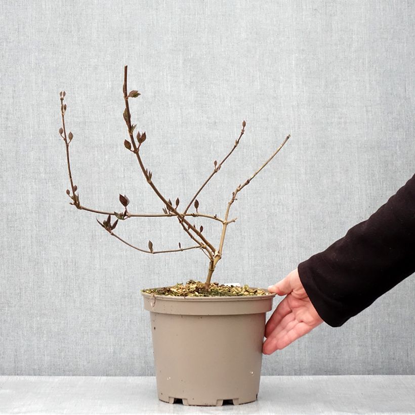 Example of Calycanthus floridus Burgundy Spice - Specerijstruik Pot van 4 l/5 l as you get in printemps