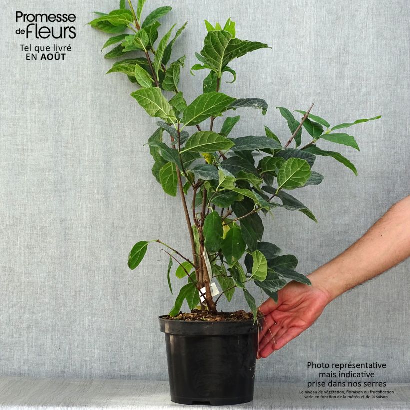 Exemplaar van Calycanthus floridus Michael Lindsay - Specerijstruik Pot van 4 l/5 l zoals geleverd in de zomer