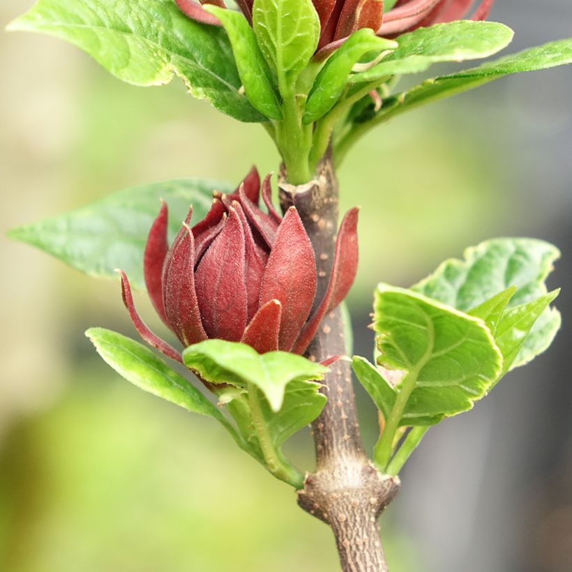 Calycanthus floridus Michael Lindsay - Specerijstruik (Bloei)