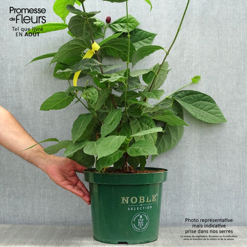 Exemplaar van Calycanthus raulstonii Hartlage Wine - Specerijstruik Pot van 7,5 l/10 l zoals geleverd in de zomer