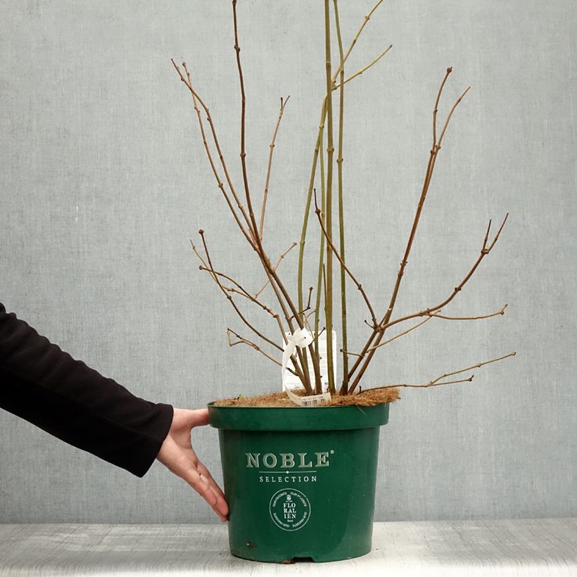 Exemplaar van Calycanthus raulstonii Venus - Specerijstruik Pot van 7,5 l/10 l zoals geleverd in de herfst