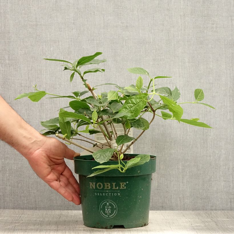 Exemplaar van Calycanthus raulstonii Venus - Specerijstruik Pot van 3 l/4 l zoals geleverd in de zomer