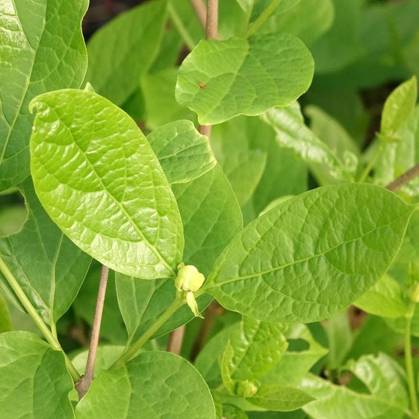 Calycanthus raulstonii Venus - Specerijstruik (Blad)