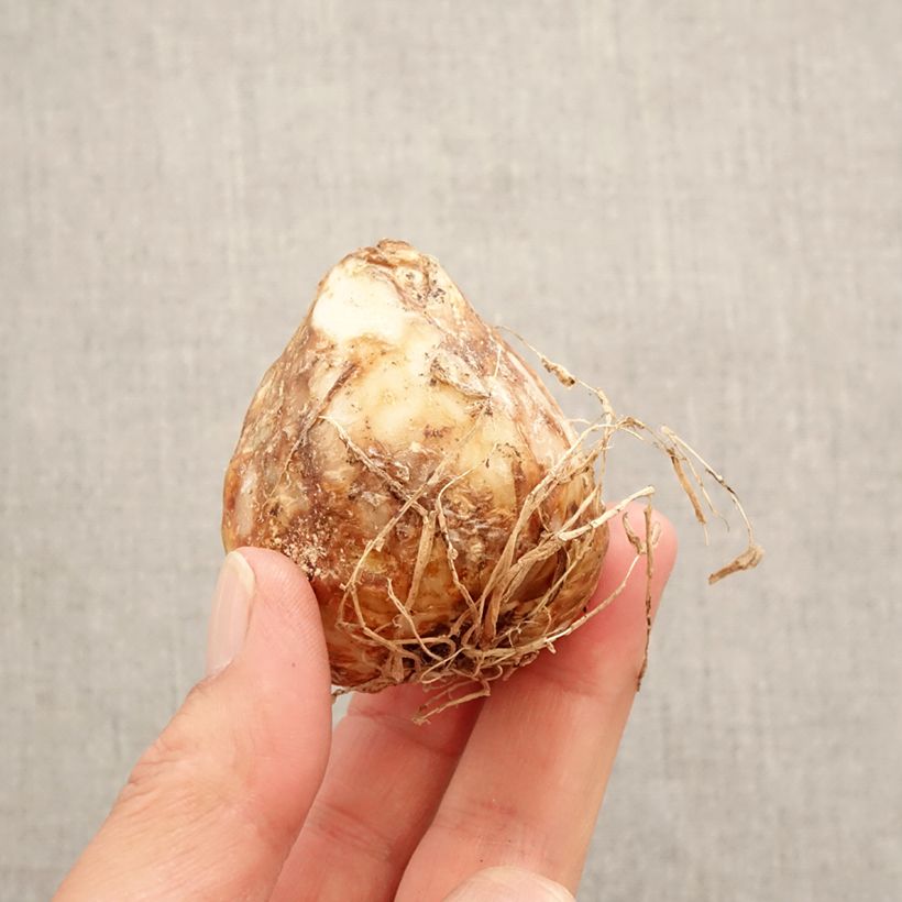 Exemplaar van Camassia leichtlinii Aurora - Prairielelie Bol kaliber 14+ zoals geleverd in de lente