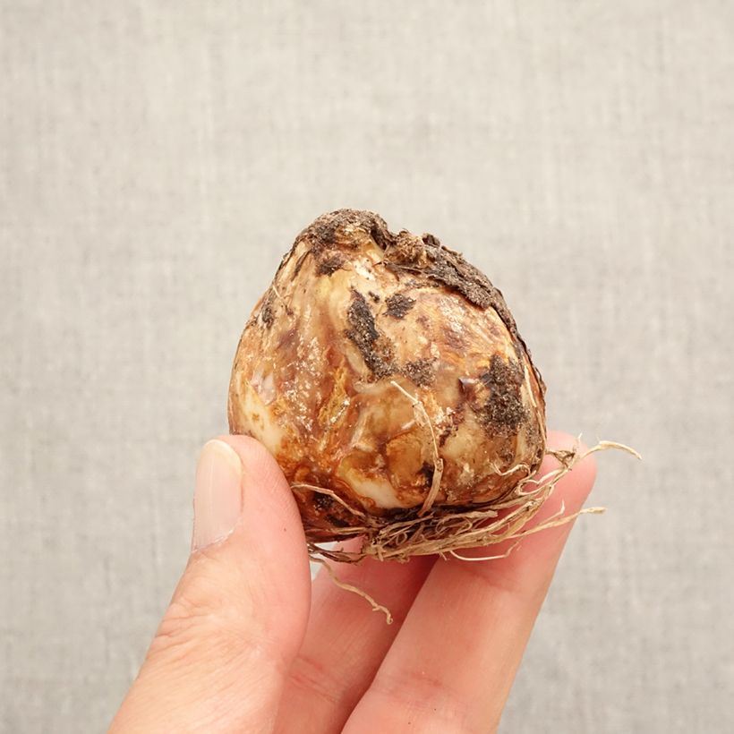 Exemplaar van Camassia leichtlinii Alba - Prairielelie Bol kaliber 14+ zoals geleverd in de lente