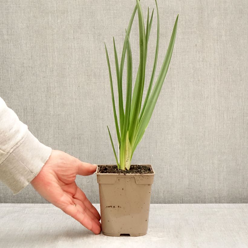 Exemplaar van Camassia leichtlinii Alba - Prairielelie Pot van 12 cm / 13 cm kaliber 14+ zoals geleverd in de lente