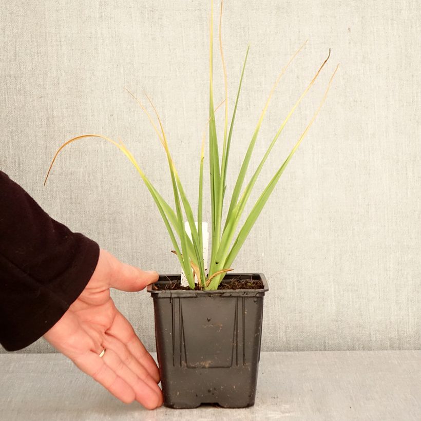 Exemplaar van Camassia leichtlinii Alba - Prairielelie Pot van 1 l/1,5 l kaliber 14+ zoals geleverd in de lente