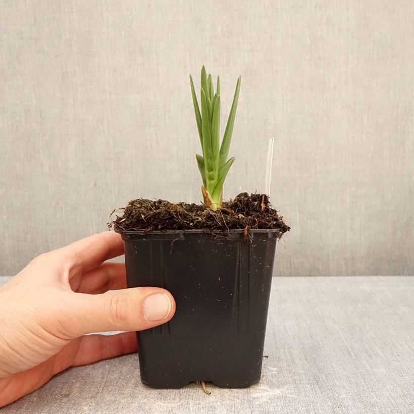 Example of Camassia leichtlinii subsp. suksdorfii Caerulea - Prairielelie Pot van 1 l/1,5 l as you get in hiver