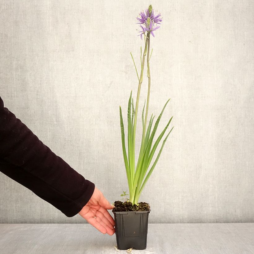 Exemplaar van Camassia leichtlinii subsp. suksdorfii Caerulea - Prairielelie Pot van 1 l/1,5 l zoals geleverd in de lente