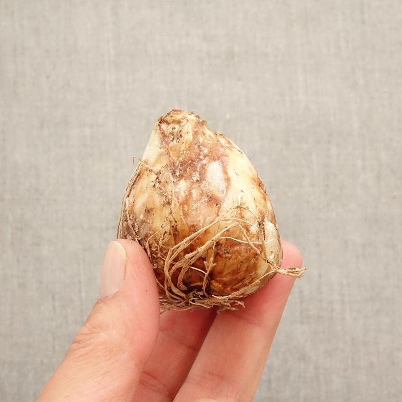 Exemplaar van Camassia leichtlinii Sacajawea - Prairielelie Bol kaliber 14+ zoals geleverd in de lente