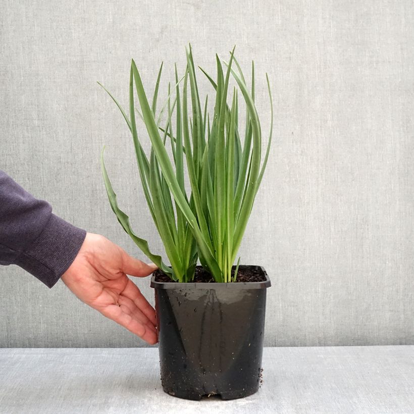 Exemplaar van Camassia leichtlinii Silk River - Prairielelie Pot van 2 l/3 l zoals geleverd in de lente