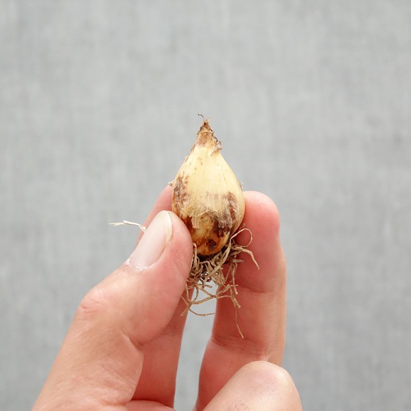 Exemplaar van Camassia quamash Blue Melody - Prairielelie Bol kaliber 6+ zoals geleverd in de lente