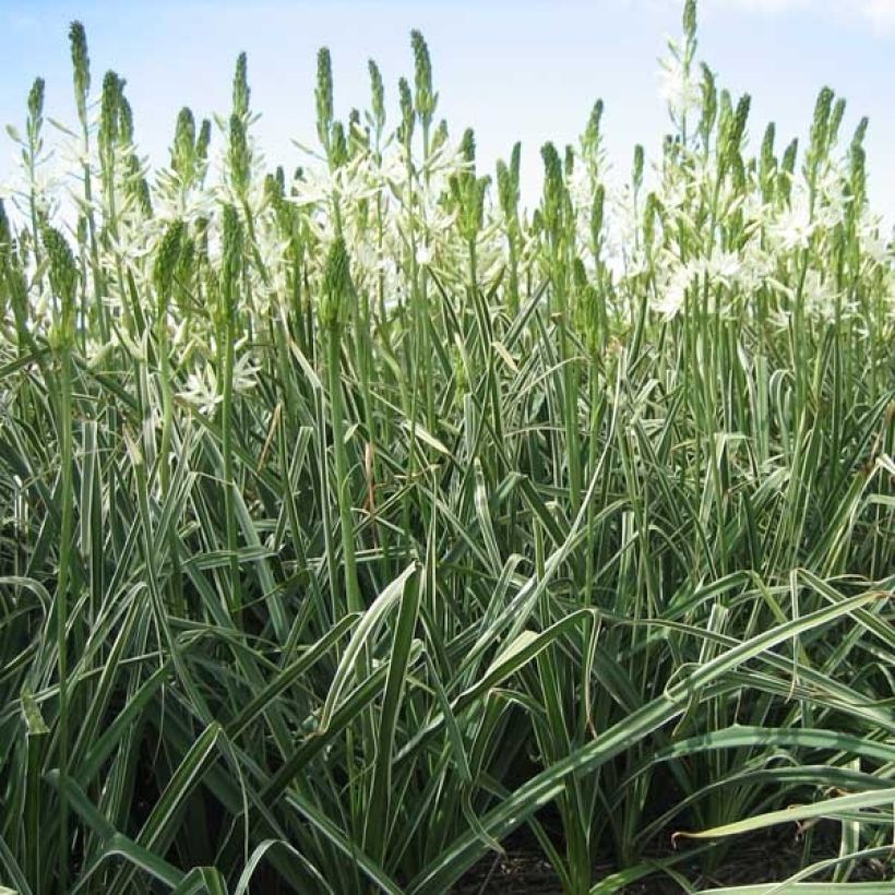 Camassia leichtlinii Sacajawea - Prairielelie (Groeiplaats)