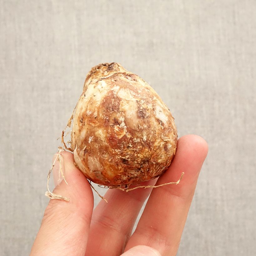 Exemplaar van Camassia Zwanenburg Wisteria Blue - Prairielelie Bol kaliber 14/16 zoals geleverd in de lente