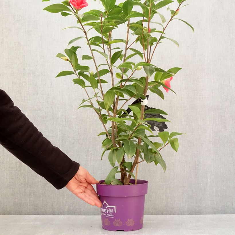 Exemplaar van Camélia 1001 Summer Nights Jasmine - Camellia x changii Pot de 3L/4L zoals geleverd in de winter