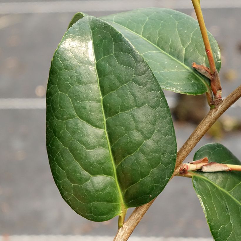 Camellia x williamsii Anticipation - Williamsii-camelia (Blad)