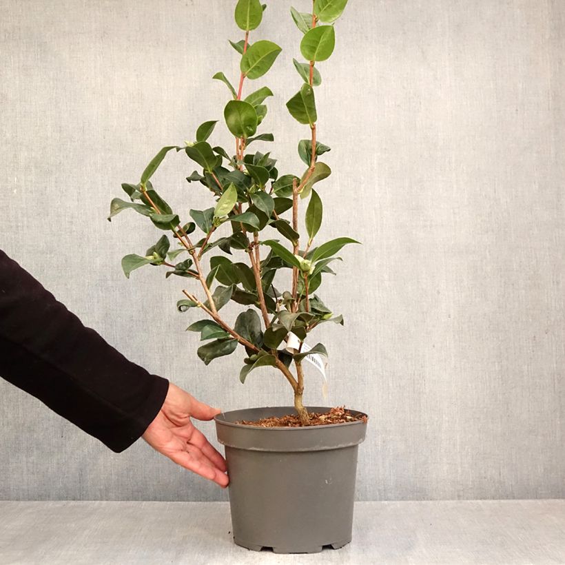 Exemplaar van Camellia x williamsii Anticipation - Williamsii-camelia Pot van 4 l/5 l zoals geleverd in de herfst