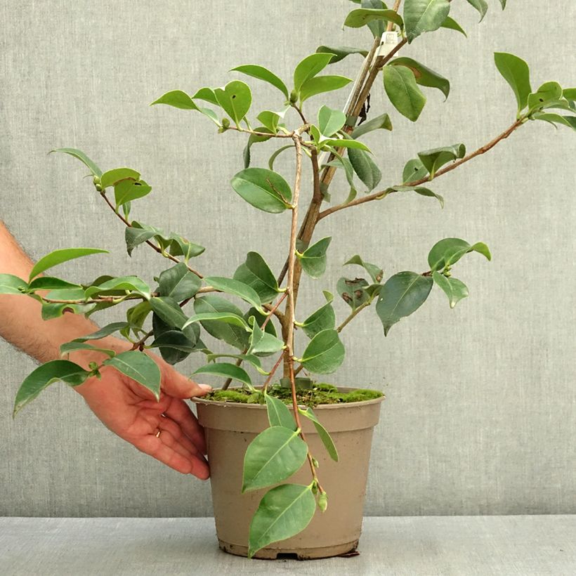 Exemplaar van Camélia Baby Sis Pink - Japanse camelia Pot van 4 l/5 l zoals geleverd in de zomer