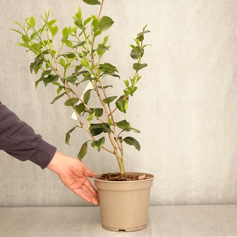 Exemplaar van Camélia Betty Foy Sanders - Japanse camelia Pot van 4 l/5 l zoals geleverd in de lente
