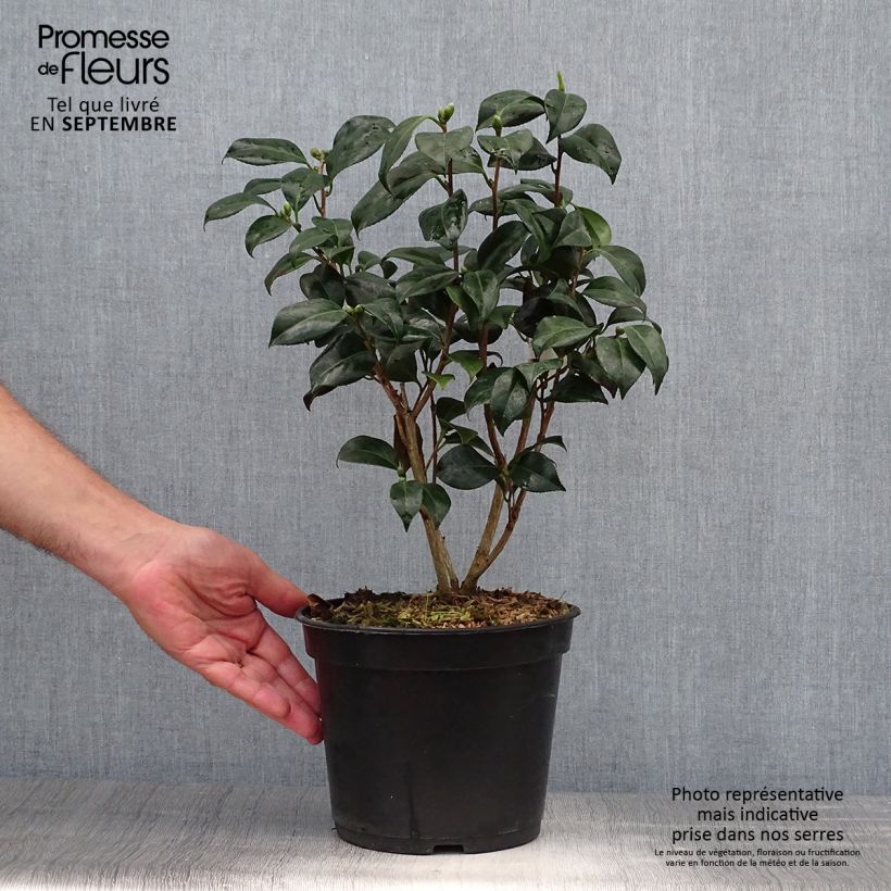 Exemplaar van Camellia japonica Bobs Tinsie - Japanse camelia Pot van 4 l/5 l zoals geleverd in de herfst