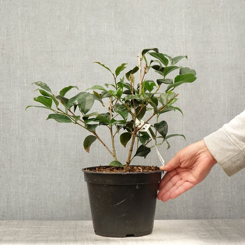 Exemplaar van Camellia japonica Bobs Tinsie - Japanse camelia Pot van 4 l/5 l zoals geleverd in de zomer