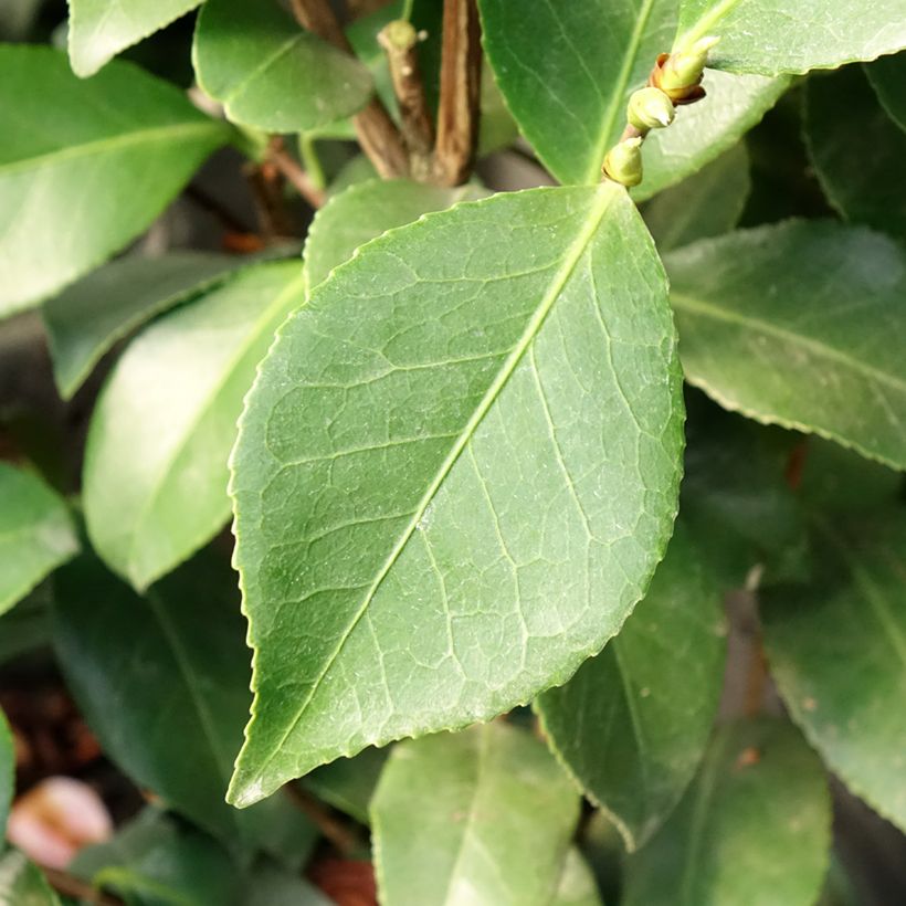 Camellia japonica Bonomiana - Japanse roos (Blad)