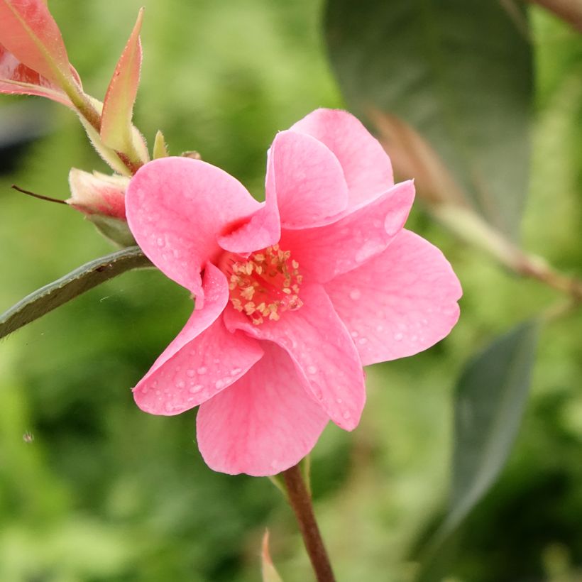 Camellia Crimson Candles - Japanse roos (Bloei)