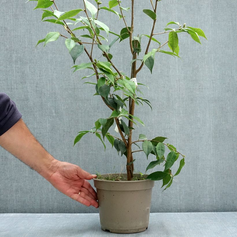 Exemplaar van Camellia Crimson Candles - Japanse roos Pot van 4 l/5 l zoals geleverd in de zomer