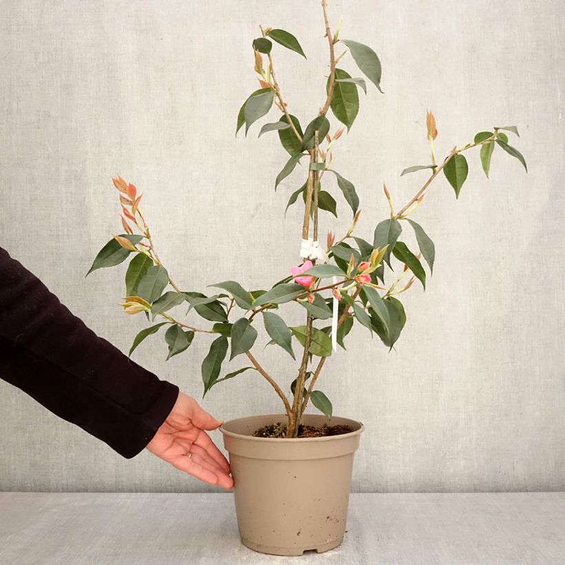 Exemplaar van Camellia Crimson Candles - Japanse roos Pot van 4 l/5 l zoals geleverd in de lente
