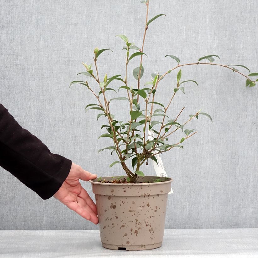 Exemplaar van Camellia Fairy Wand - Japanse camelia Pot van 3 l/4 l zoals geleverd in de winter