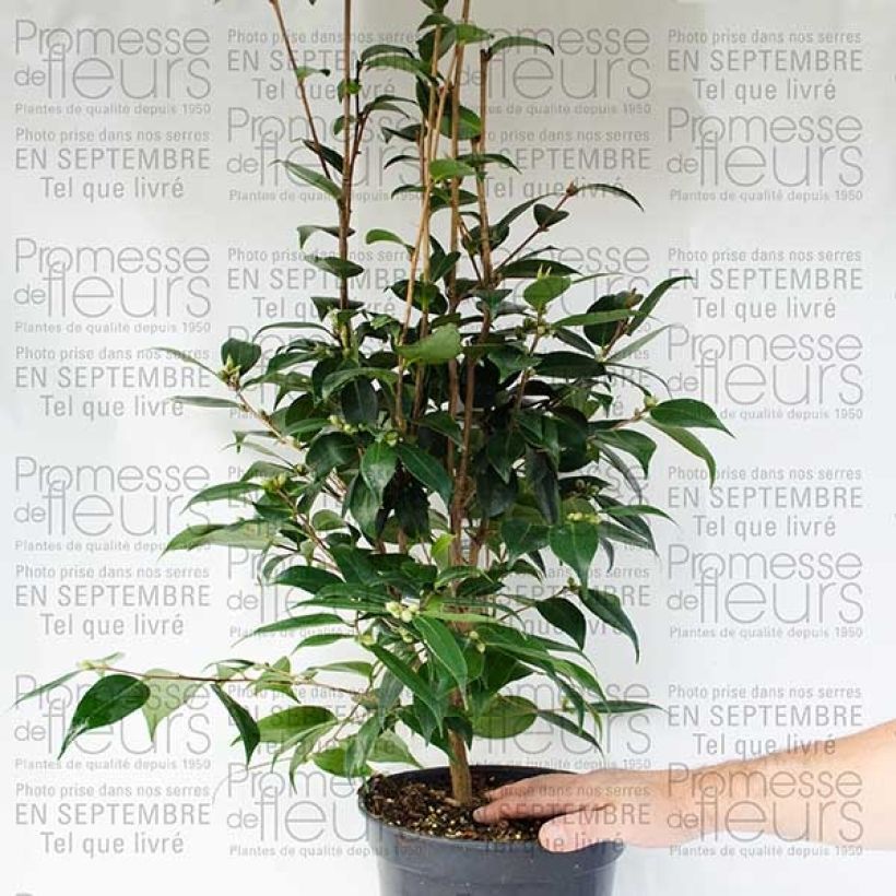 Voorbeeld van een exemplaar van Camellia Spring Festival - Japanse camelia Pot van 3 l/4 l zoals geleverd