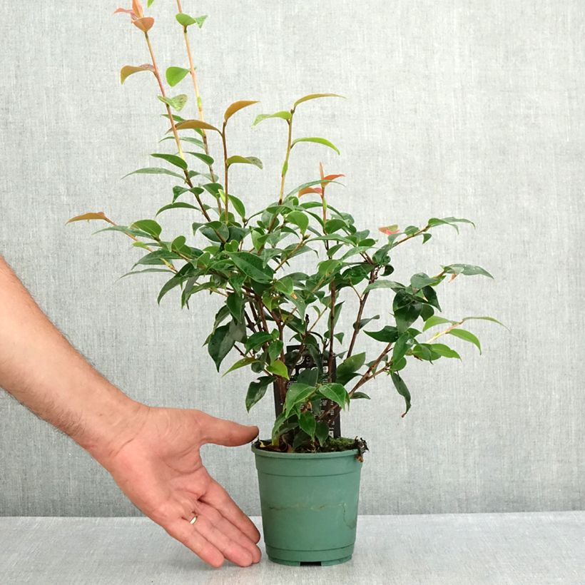 Exemplaar van Camellia Spring Festival - Japanse camelia Pot van 12 cm / 13 cm zoals geleverd in de zomer