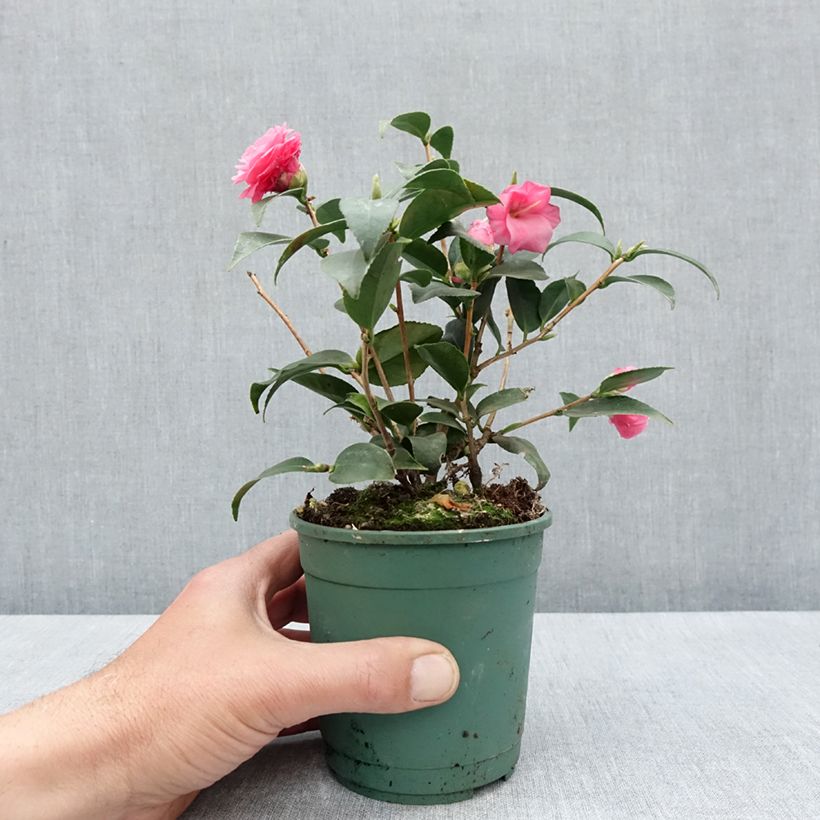 Exemplaar van Camellia Spring Festival - Japanse camelia Pot van 12 cm / 13 cm zoals geleverd in de lente