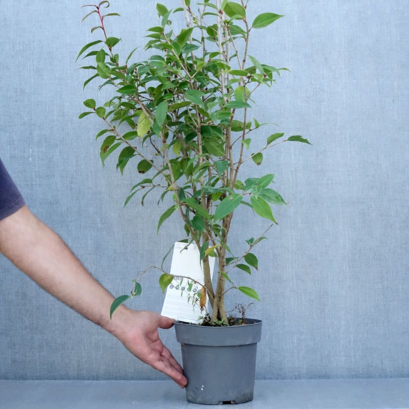 Exemplaar van Camellia Spring Festival - Japanse camelia Pot van 3 l/4 l zoals geleverd in de zomer