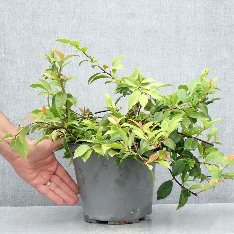 Exemplaar van Camellia Sweet Emily Kate Pot van 4 l/5 l zoals geleverd in de zomer