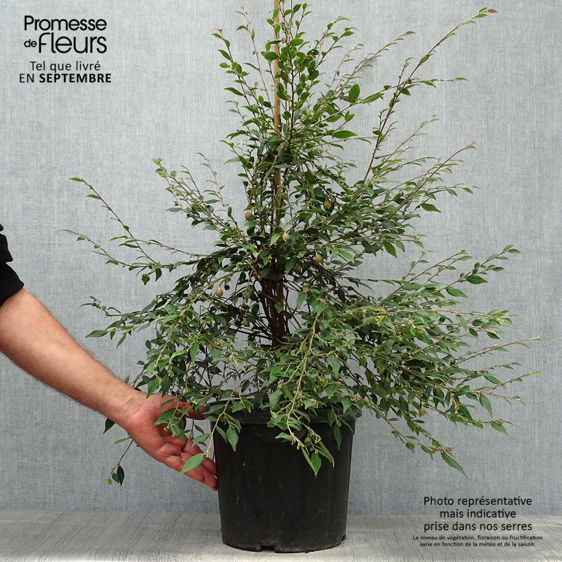 Exemplaar van Camélia champêtre Cupido - Japanse roos Pot van 7,5 l/10 l zoals geleverd in de herfst