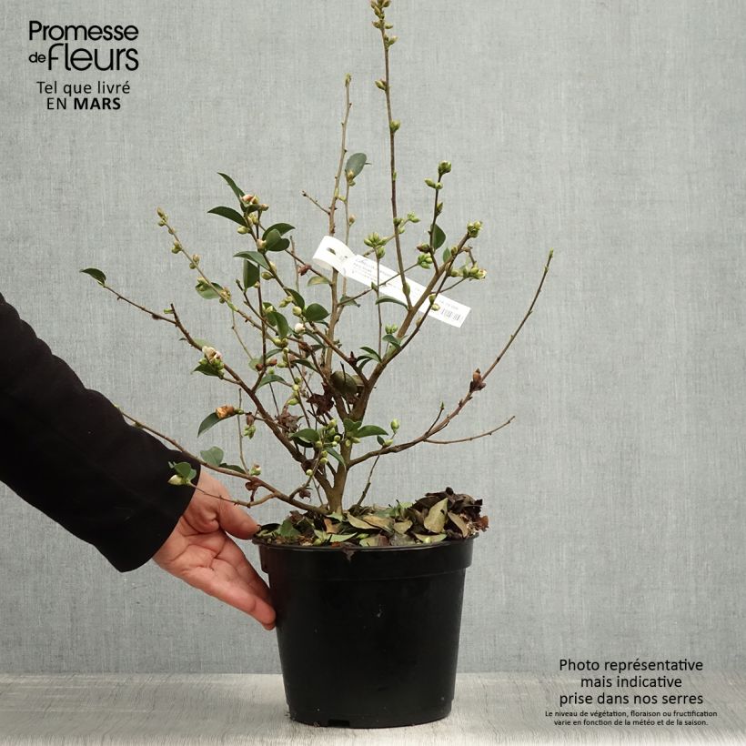 Example of Camellia Fairy blush Pot van 3 l/4 l as you get in printemps