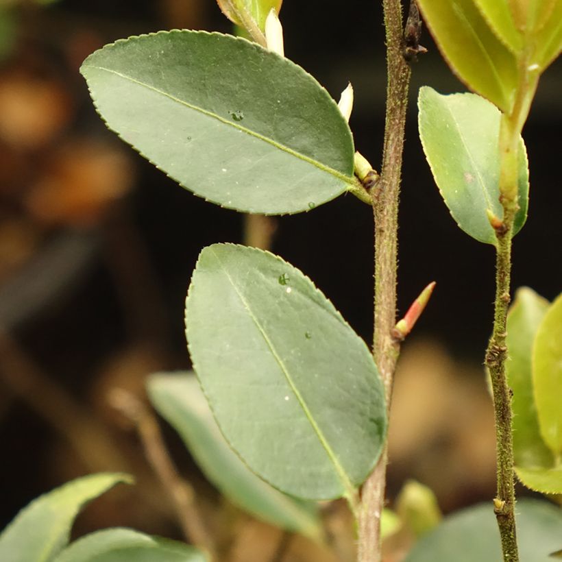 Camellia Fairy blush (Blad)